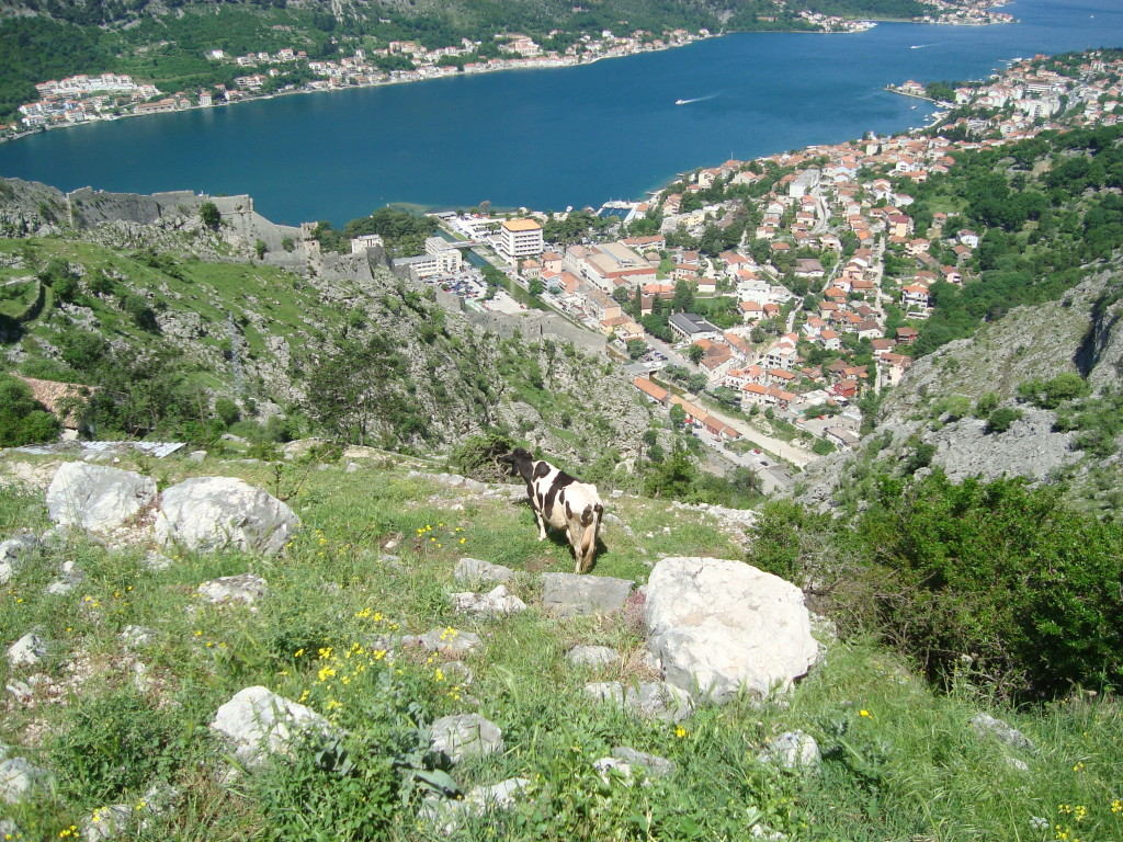 Rakija bar lady's cow, Kotor