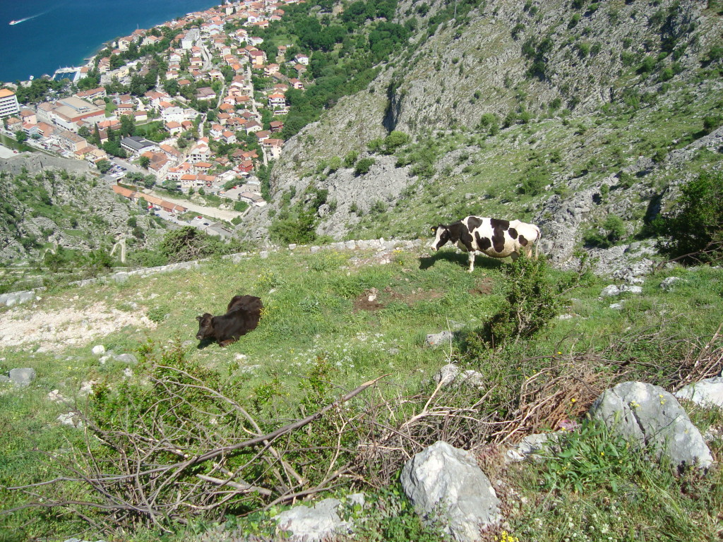 Rakija bar lady's other cow, Kotor