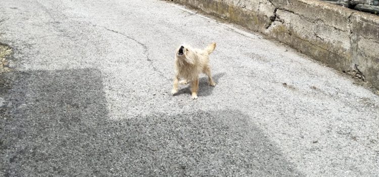 Small Dog in Cetara, Italy