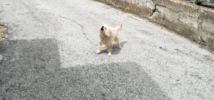 Coming down the mountain, to Cetara Small Dog in Cetara, Italy